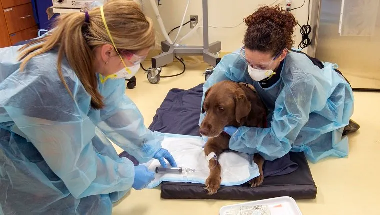 prostate-cancer-dogs-5 NEWMARKET, ON - MAY 15: Six-year-old chocolate Labrador Retriever, Oliver, is given chemotherapy during visit at 404 Veterinary Referral Hospital in Newmarket. An overview of veterinary care in Canada which kicks off a series of stories by various reporters on such issues as cancer and pet insurance. (Andrew Francis Wallace/Toronto Star via Getty Images)