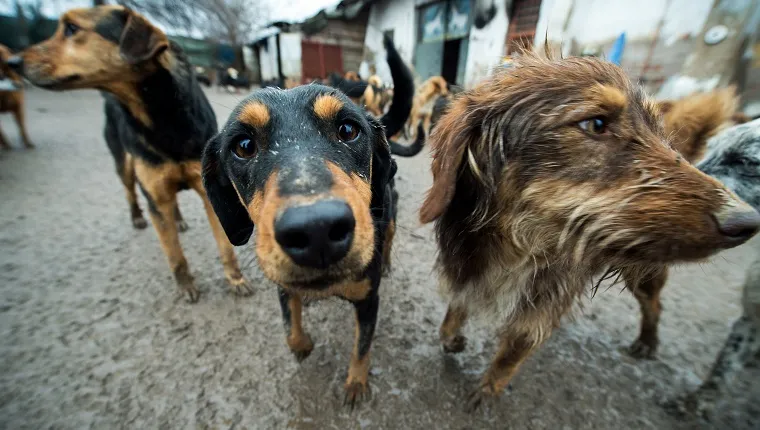 stray-dogs-spay-and-neuter Several stray dogs stand on a dirt road.