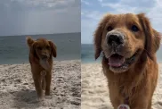 Video of Dog Giving His Treasure to Owner Melts Hearts