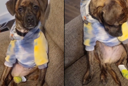 Video: Dog Wants the World To Know He Has a Sore Foot