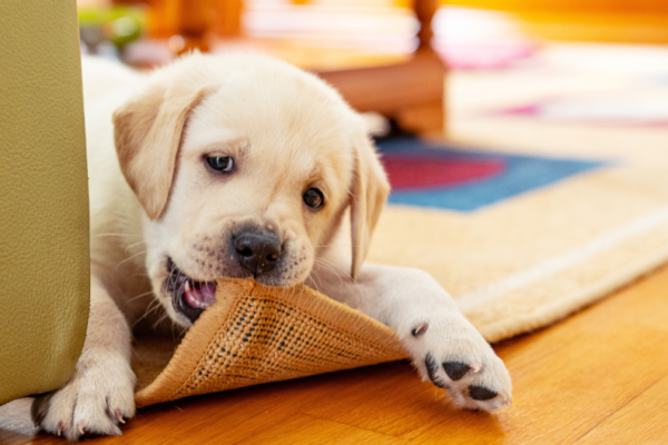 What is Cobbing in Dogs and How Do I Stop It?