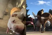 Video: ‘Heartbroken’ Shelter Dog Finds Forever Home After Adoption
