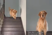 Video: Dog Misses Breakfast & Pulls the Best Expression
