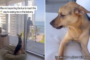 Video: Rescue Dog Reacts To Reuniting With Owner After Brief Separation