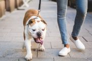 5 Reasons Why You Should Always Leash Your Dog