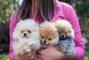 ‘Puppies For Sale?’ Consider Adoption Instead