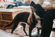 The 3-3-3 Rule for Bringing Home a Rescue Dog