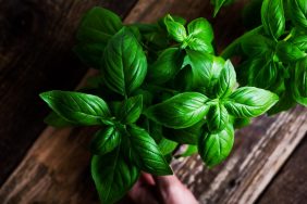Can Dogs Eat Basil? Is Basil Safe For Dogs?