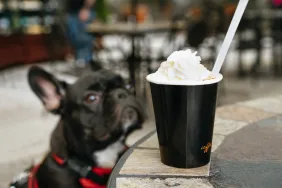 Can Dogs Drink Milkshakes? Are Milkshakes Safe For Dogs?