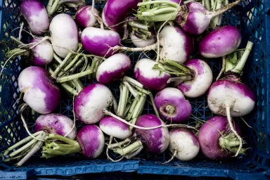 Can Dogs Eat Turnips? Are Turnips Safe For Dogs?