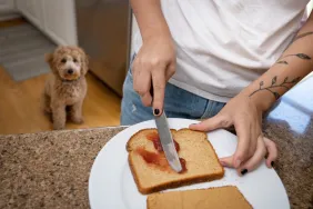 Can Dogs Eat Jelly? Is Jelly Safe For Dogs?