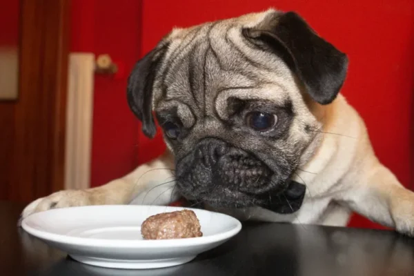 Can Dogs Eat Meatballs? Are Meatballs Safe For Dogs?