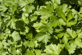 Can Dogs Eat Cilantro? Is Coriander Safe For Dogs?