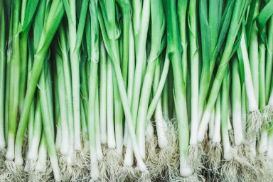 Can Dogs Eat Scallions? Are Scallions Safe For Dogs?