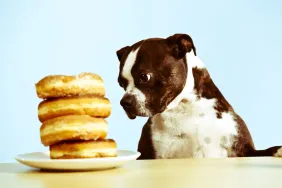Can Dogs Eat Doughnuts? Are Doughnuts Safe For Dogs?