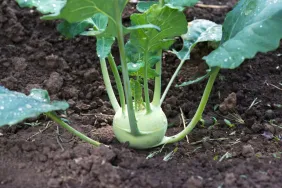 Can Dogs Eat Kohlrabi? Is Kohlrabi Safe For Dogs?