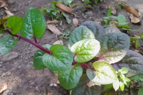 Can Dogs Eat Basella Alba? Is Basella Alba Safe For Dogs?
