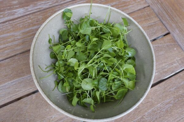 Can Dogs Eat Watercress? Is Watercress Safe For Dogs?