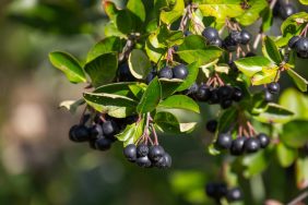 Can Dogs Eat Chokeberries? Are Chokeberries Safe For Dogs?