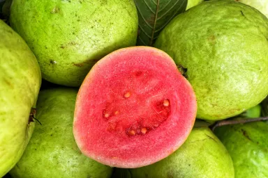 Can Dogs Eat Guava? Is Guava Safe For Dogs?
