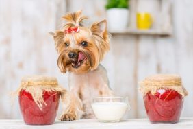 Can Dogs Eat Jam? Is Jam Safe For Dogs?