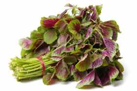 Can Dogs Eat Amaranth Greens? Are Amaranth Greens Safe For Dogs?