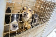 3 Reasons You Need a Rescue Dog in Your Life