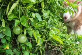 Can Dogs Eat Passion Fruit? Is Passion Fruit Safe For Dogs?
