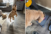 Puppy Reacts To Sit Command During Meal Time in Funny Video
