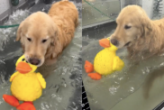 Video of Dog Holding on to Duckie During Water Therapy Goes Viral
