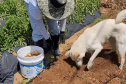 Dog Harvests Potato in Viral Video