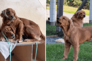 Video of Golden Retriever Siblings Having Very Different Energy Leaves Internet in Splits