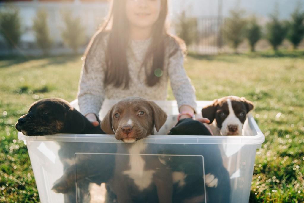 gettyimages-1474785103 Smiling girl holding bucket full with little stray puppies for sale for free ready to be adopted.