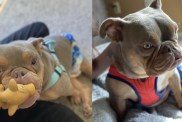 After Being Stood Up At The Shelter, A Rescue Dog With Spina Bifida Finds Love: Meet Jack & His Human, Elizabeth
