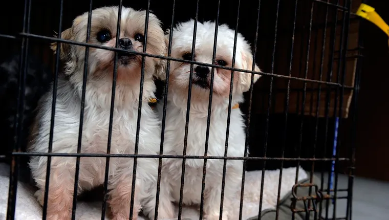 puppies-for-sale-free-3 Two Shih Tzus puppies for sale in a crate.