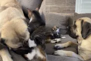 Video of Big Dog’s Way of Apologizing After Accidentally Punching Cat Melts Hearts