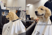 Video: Puppy’s First Haircut Is a ‘Great Success’ & Here’s How It Went