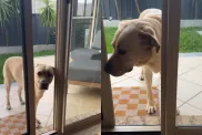 Video: Dog’s New Self-Taught Skill Leaves Owner & Netizens Impressed