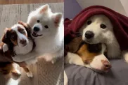 Video Shows What Happens When a Dog Gets a Puppy as a Surprise
