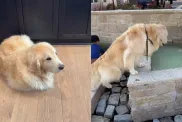Video: Owner Shows Golden Retriever Copying Corgi