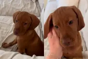Video: ‘Lonely’ Puppy Invites Owner To Spend Time With Him on the Sofa