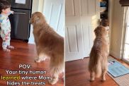 Video: Dog & Baby Sibling Are ‘Partners In Crime’ During Treat Time