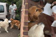 Video of Golden Retrievers Celebrating Father’s Day Is Too Wholesome