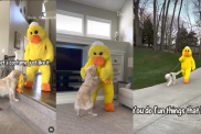 Video: Dog’s Reaction To Getting ‘Lifesize Version’ of Favorite Toy Is Hilarious