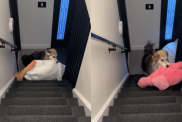 Video: Dog Has Expert Trick To Get Animal Plushies Up The Stairs