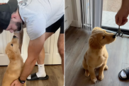 Video: Golden Retriever Puppy ‘Upset’ After Being Tricked Into Getting His Nails Trimmed