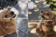 Video: Owner Shows Golden Retriever Puppy’s Obsession With Ice