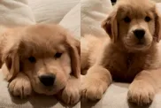 Video: Golden Retriever Puppy Finds Her ‘Voice’ & Is Immediately Confused by It
