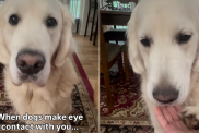 Video: Golden Retriever Needs Extra ‘Reassurance’ After Owner Comes Back from Long Trip