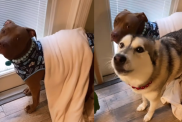 Video: Husky Stands up for Her Pitbull Brother Against Mom’s Condition